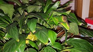 Peace lilies are sturdy plants with glossy, dark green oval leaves that narrow to a point. Peace Lily Problems 382108 Ask Extension