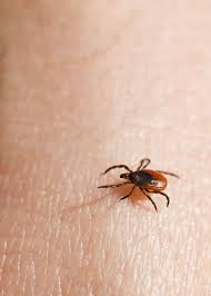 Once the tick is out, make no mistake of attempting to squeeze the areas where the tick was, or squash the tick's belly to a point of crushing the tick, if you dare squash ticks. 6 Ways To Remove A Tick Head After The Body Is Gone Dogs And Humans Gudgear