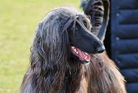 We are going to talk about what causes matted dog hair and how to get rid of it easily using safe, alternative home remedies. Matted Dog Hair Remedy Dog Training Me
