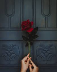 Here are only the best red rose wallpapers. Red Rose Phone Wallpapers Top Free Red Rose Phone Backgrounds Wallpaperaccess
