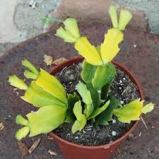 Image result for Cola clavata