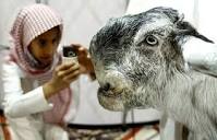 Damascus Goat: From The Cutest To The Ugliest