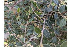Image result for Cotoneaster franchetii
