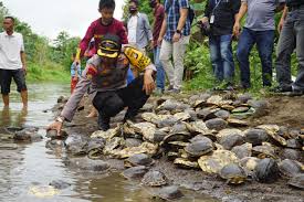Kapolres Polman Lepas Kura Kura Air Tawar Di Sungai Labasang Sulawesion Com