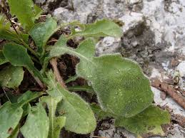 Image result for Crepis urundica