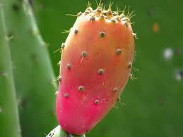 Prickly pear cactus has been a staple of the mexican and central american diet for thousands of years. Cactus Tenerife Plant Prickly Colorful Succulent Plant Close Up Fruit Prickly Pear Cactus Healthy Eating Pxfuel