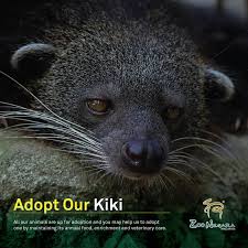 Thank you for your interest in adopting a grateful cat! Zoo Negara Malaysia Which Animal Has A Face Like A Cat A Body Like A Small Bear A Tail Like A Monkey Yet Smells Like Popcorn It S The Binturong Also