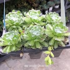 However, even novice chicken keepers will as a quick note, you should be aware that the first eggs produced by young hens are typically not what you might expect. Sempervivum Arachnoideum Cobweb Hens And Chicks Care Guide Succulent Plant Care