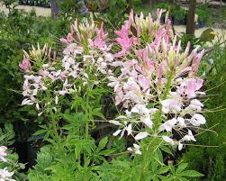 Image result for Cleome houtteana