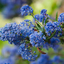 Image result for Rhamnaceae