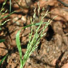 Image result for Bromus catharticus