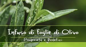 It includes a kitchen and 3 bedrooms. Infuso Di Foglie Di Ulivo Benefici Fatto In Casa E Dove Si Compra