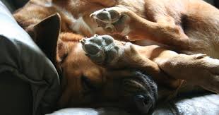 Because this position allows a dog to protect their belly and share heat in a pack, it is the most common position amongst wolves and wild dogs. Every Dog Sleeping Position Explained All Six Of Them