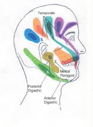 head neck and shoulder trigger point chart 2 copyright