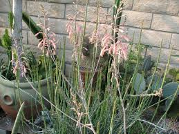 Image result for Selago dinteri