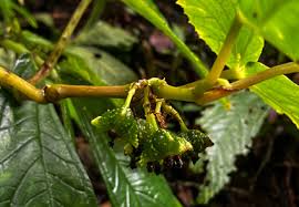 Image result for Vahlia capensis