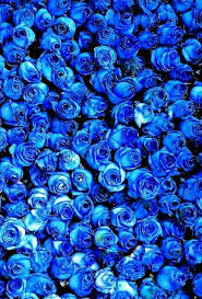 Pin De Gezelle Newberry Em Blau Papel De Parede Flor Azul Imagens Azuis Rosas Azuis