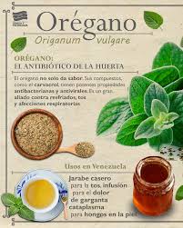 El secreto ancestral venezolano para la salud y el sabor! Descubre el poder oculto del Orégano 🇻🇪🌿 El orégano no es solo un condimento; es una joya de la naturaleza con una
