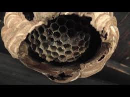 Résultat de recherche d'images pour "giant hornet japan"