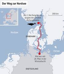 Nach Transport zur Nordsee: Gestrandeter Wal zurück im offenen Meer