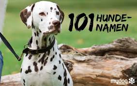 1.13 auf welchen buchstaben hören hunde am besten ? 101 Hundenamen Und Ihre Bedeutung Nicht Nur Fur Dalmatiner Mydog365 Magazin