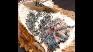 Sculpting brazilian jewel tarantula (typhochlaena seladonia) polymer clay sculpture_lifeofclay. Typhochlaena Seladonia Brazilian Jewel Tarantula Nachwuchs Vereinzeln Youtube