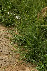 Image result for Afrosolen schimperi