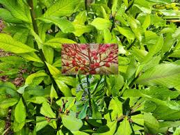 Image result for Euphorbia grantii