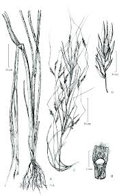 Image result for Elymandra