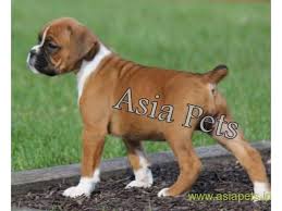 Cork dog action welfare group. Boxer Puppies For Sale In Thane On Best Price Asiapets
