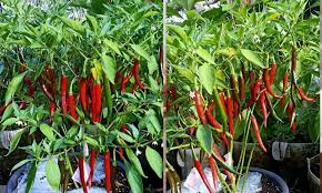 Normal untuk pokok cili gugur bunganya pada kali pertama berbunga tetapi anda patut risau kalau berlaku lebih daripada 3 kali. Pokok Cili Ni Galak Berbuah Hasil Semburan Booster Buatan Sendiri Keluarga