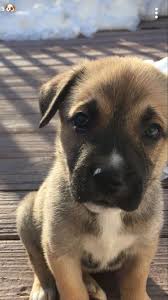 carolina roldan adli kullanicinin d o g s panosundaki pin kedi cizimler tumblr kizlari