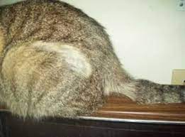 Cat Losing Hair On Tail Or Back Near Tail Base Causes Cat Hair Loss Lost Hair Cats