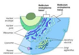 Sel hewan adalah sel eukariotik, atau sel dengan inti yang terikat membran. Fungsi Retikulum Endoplasma Serta Struktur Dan Gambarnya