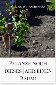 Wie Man Baume Richtig Pflanzt Eine Anleitung Pflanzen Baume Pflanzen Und Baumgarten