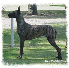 The cost to buy a great dane varies greatly and depends on many factors such as the breeders' location, reputation, litter size, lineage of the puppy, breed popularity (supply and demand), training, socialization efforts, breed lines and much more. Great Dane