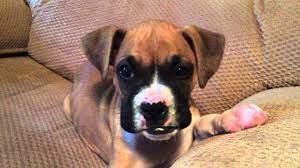 We recommend feeding at least twice daily even well into adulthood. Cute 8 Week Old Boxer Puppy Youtube