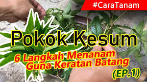 Letak dekat dengan cahaya matahari tapi jangan terlalu direct. Cara Tanam Kesum Dari Keratan Batang Guna Kaedah Hidroponik Youtube