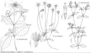 Image result for Tridax