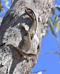 Image result for Leucas sexdentata