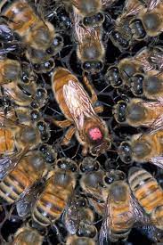 New jersey honey bee photos we have taken as we managed our 100 hives this season. Queen Bee Wikipedia