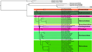 Image result for Dicranolepis