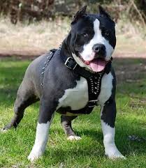 Free for commercial use no attribution required high quality images. Giá»'ng Cho American Pit Bull Terrier Pit Bull Má»™t Tay Báº£o Vá»‡ Tuyá»‡t Vá»i Vietdvm Trang Thong Tin Kiáº¿n Thá»©c ChÄƒn Nuoi Uy Tin
