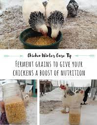 How To Care For Chickens In Winter Nutrition Feeding Tips Rooted Revival Chickens In The Winter Chickens Nutrition