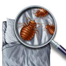 Pest Control In Salisbury Yelp