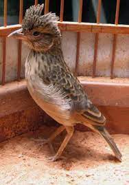 We did not find results for: Burung Branjangan Srikayangan Yang Melegendaris Bagi Para Penghobi Branjangan Mania