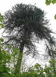Image result for Arauk rie Araucaria