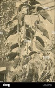 Image result for Acalypha sonderiana