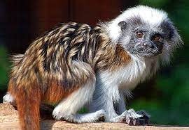 Cotton Top Tamarin Google Search Animals Cotton Tops Cottontop Tamarin