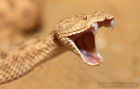 Dwarf Sahara Sand Viper Cerastes Vipera עכן קטן Reptiles And Amphibians Lizard Amphibians